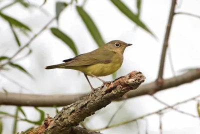 Parula del connecticut jigsaw puzzle