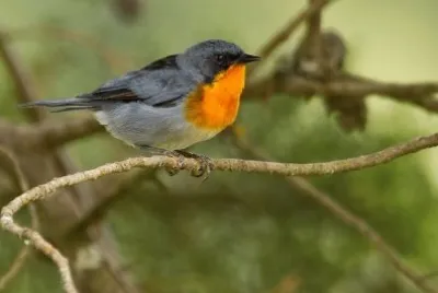 Parula golaflammea jigsaw puzzle