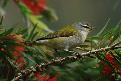Parula del tennesses jigsaw puzzle