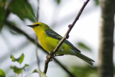 Parula aliazzure jigsaw puzzle