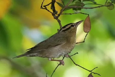 Parula cacciavermi