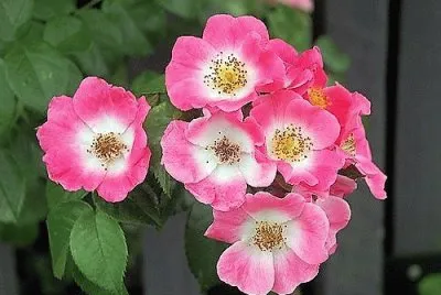 פאזל של flores