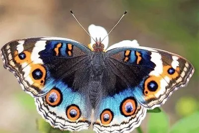 natural jigsaw puzzle