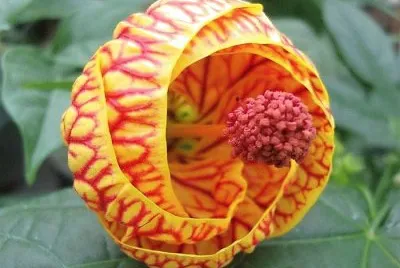 פאזל של natural