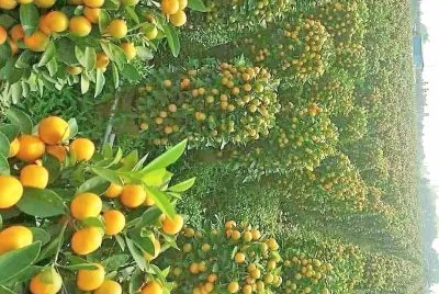 פאזל של natural