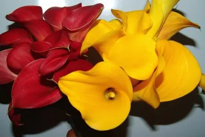 פאזל של flores