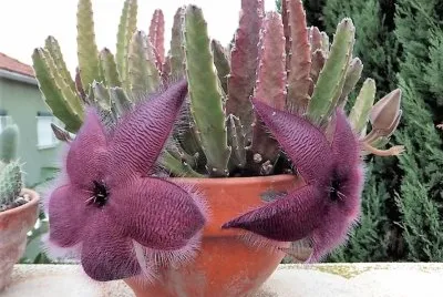 פאזל של flores