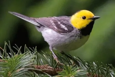 Dendroica occidentale