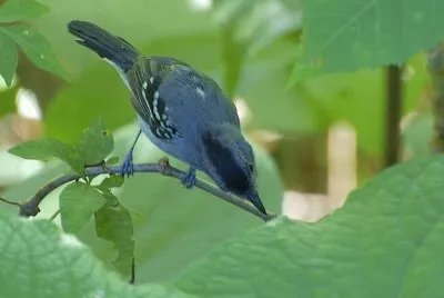 Averla formichiera variabile