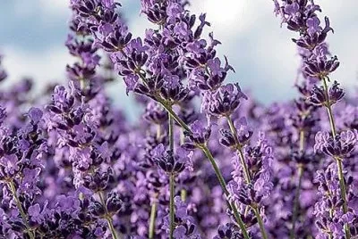 flores jigsaw puzzle