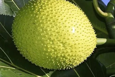 frutas jigsaw puzzle