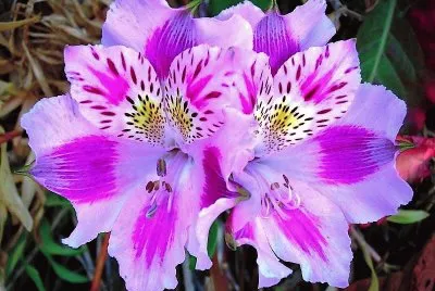 flores jigsaw puzzle