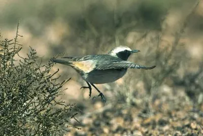 Monachella testagrigia
