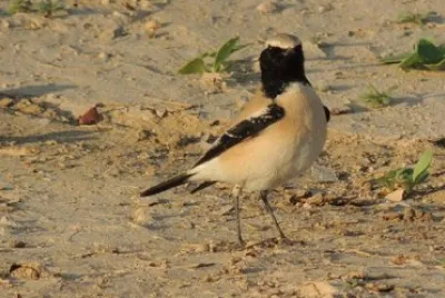Monachella del deserto