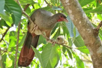 Ciacialaca del chaco jigsaw puzzle