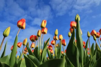 Imagem jigsaw puzzle