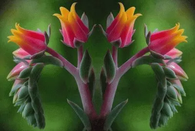 Imagem jigsaw puzzle