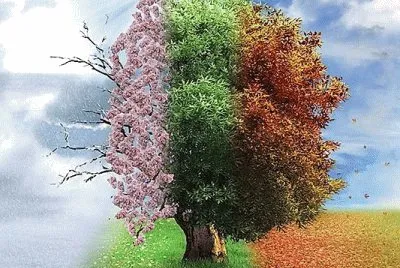 Ãrvore jigsaw puzzle