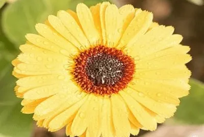 Imagem jigsaw puzzle