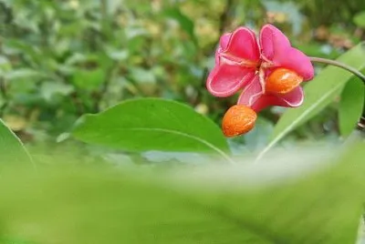 Imagem jigsaw puzzle