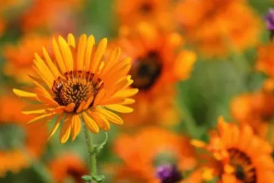 Imagem jigsaw puzzle