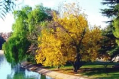 Imagem jigsaw puzzle