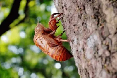 Imagem jigsaw puzzle