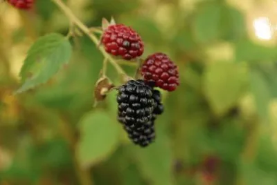 Imagem jigsaw puzzle