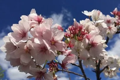 Imagem jigsaw puzzle