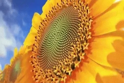 Girassol jigsaw puzzle