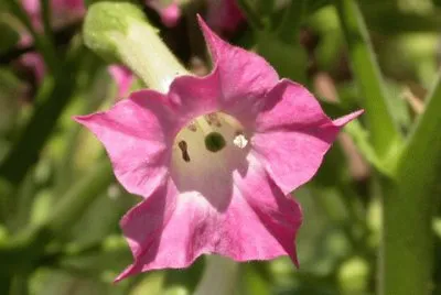 Tabac d 'ornement jigsaw puzzle