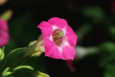 Tabac d 'ornement jigsaw puzzle