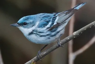 Dendroica cerulea