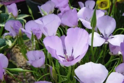 bloemetje jigsaw puzzle