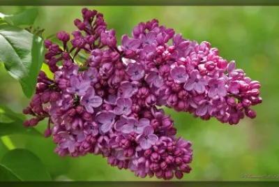 פאזל של Lilas