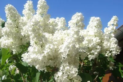 פאזל של Lilas