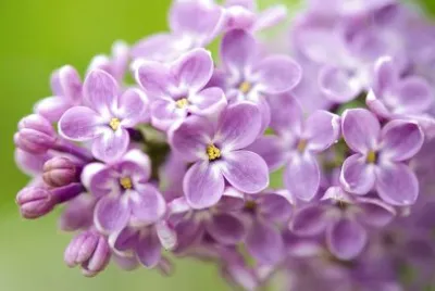 פאזל של Lilas