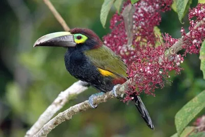 פאזל של Tucanetto guancegialle