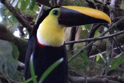 Tucano becconero
