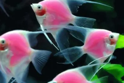 Peces