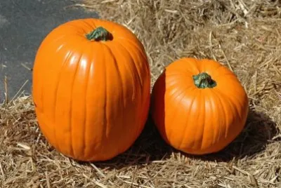 פאזל של Imagem