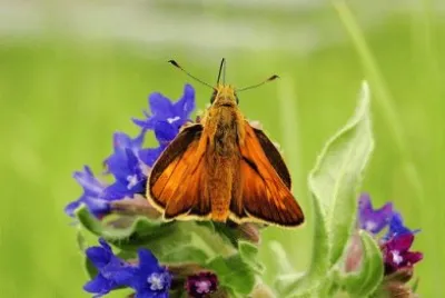 פאזל של Imagem