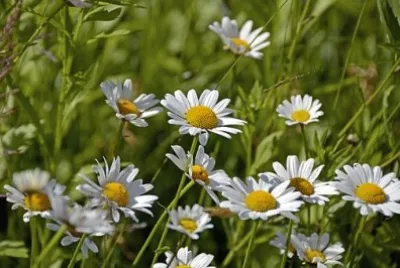 פאזל של Imagem