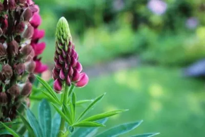 פאזל של Imagem