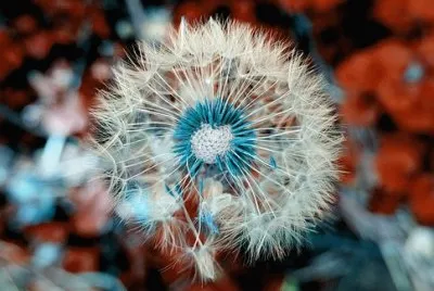 פאזל של Imagem