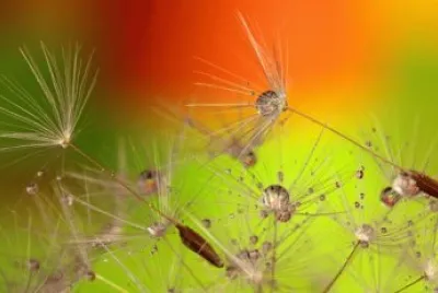 Imagem jigsaw puzzle