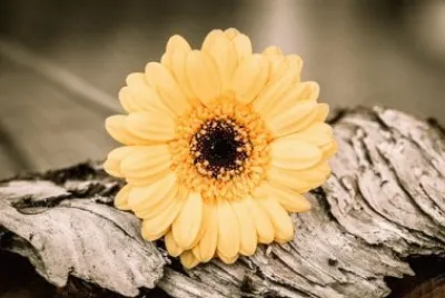 Imagem jigsaw puzzle