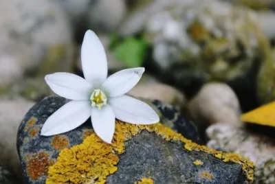 Imagem jigsaw puzzle