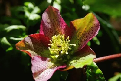 Imagem jigsaw puzzle