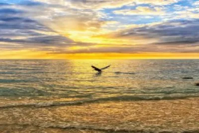 a sarasota fl. sunset